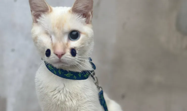Titinho, gato paciente da Amecare, recuperado