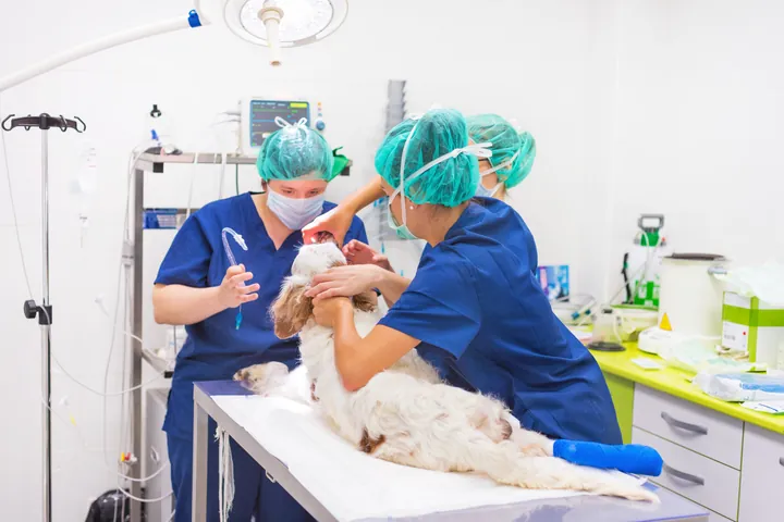 Equipe veterinária operando um cão no centro cirúrgico